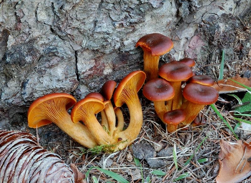 Lactarius......?